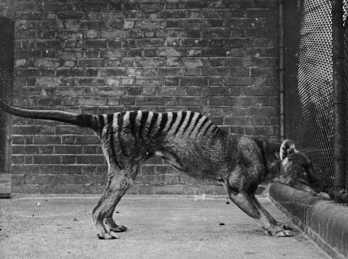 A thylacine or 'Tasmanian wolf', or 'Tasmanian tiger' in captivity, circa 1930. These animals are thought to be extinct, since the last known wild thylacine was shot in 1930 and the last captive one died in 1936. (Photo by Topical Press Agency/Hulton Archive/Getty Images)
